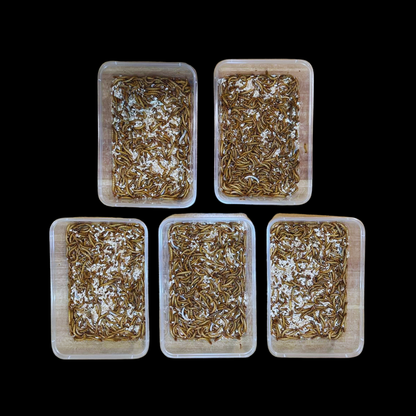 Standard Mealworms