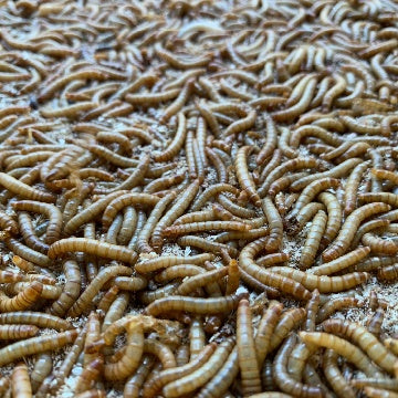 Standard Mealworms