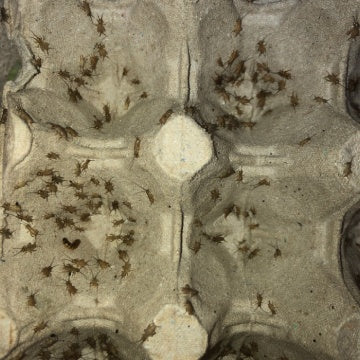 Weekold Crickets