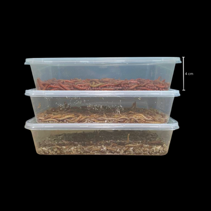 Variety Pack Mealworms