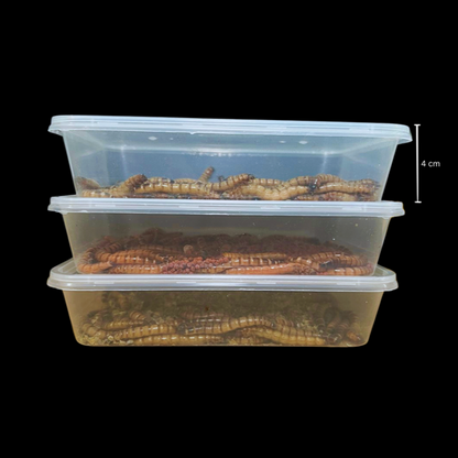 Variety Pack Superworms