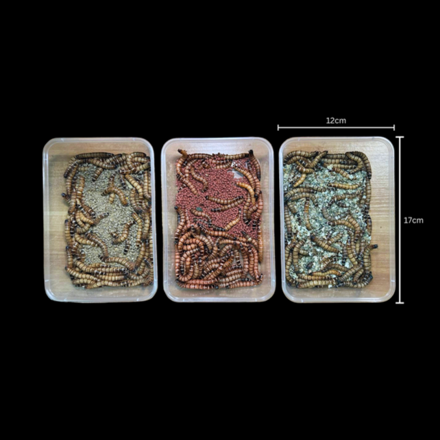 Superworm Container Rack Variety Pack Superworms â Werms.Inc