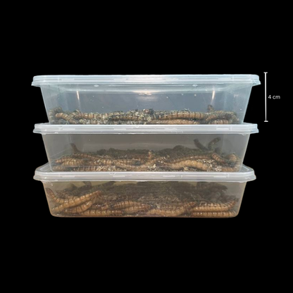 Spirulina Superworms