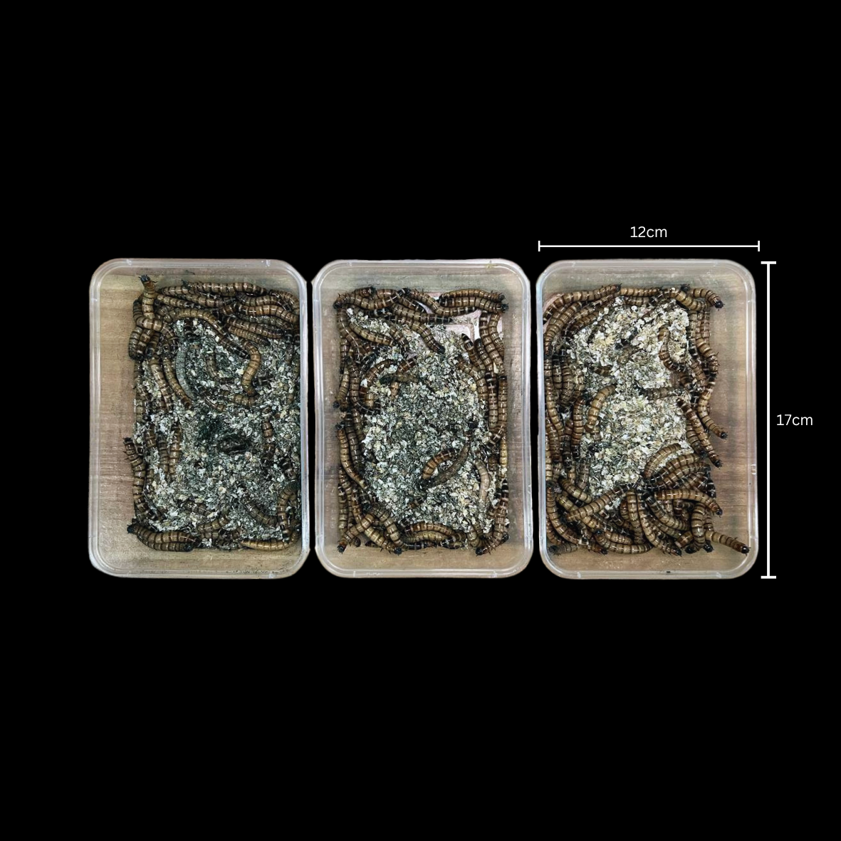 Spirulina Superworms