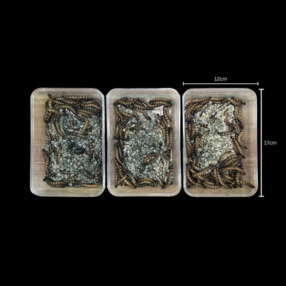 Spirulina Superworms