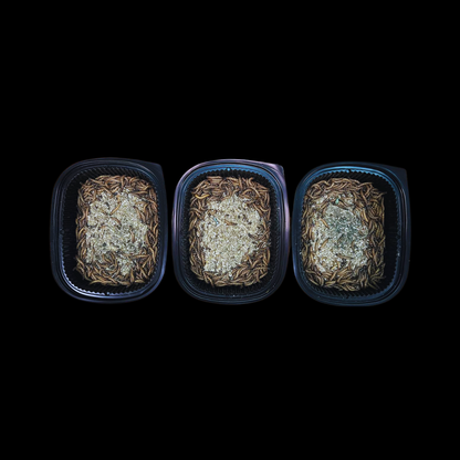 Spirulina Superworms