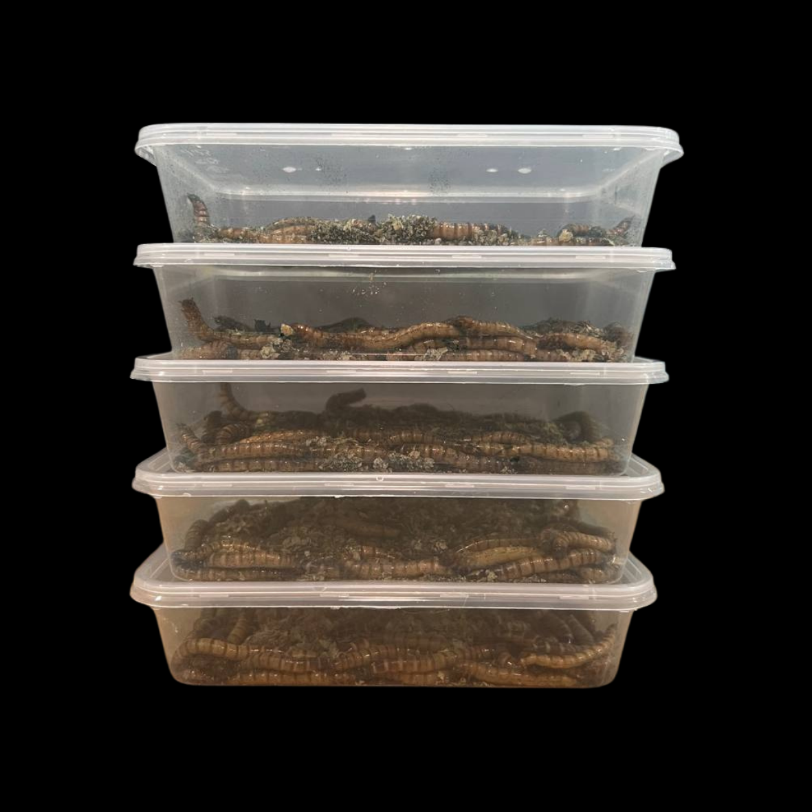 Spirulina Superworms