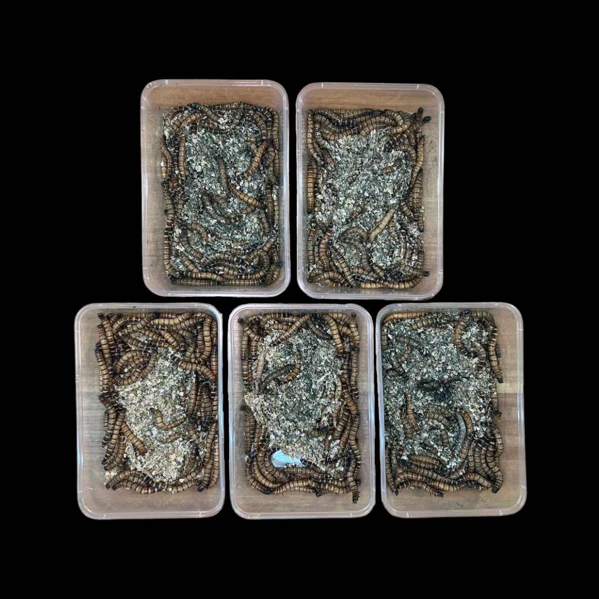 Spirulina Superworms