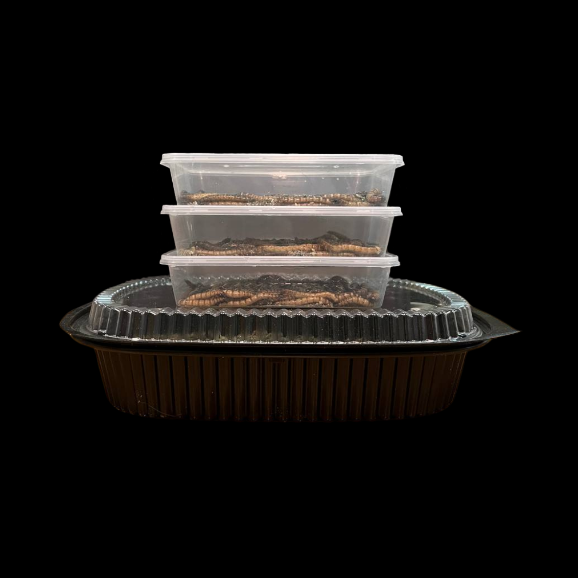 Spirulina Superworms