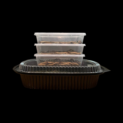 Spirulina Superworms