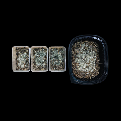 Spirulina Superworms