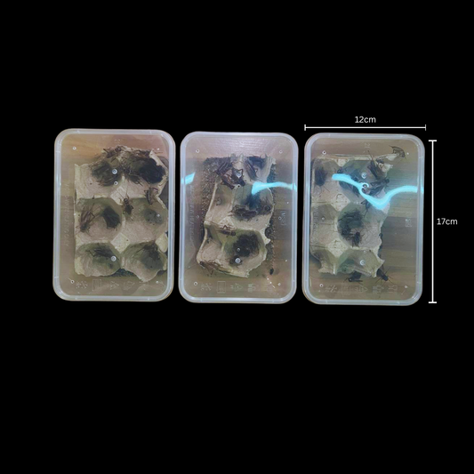 Live Feeders Vitamin C Adult Crickets