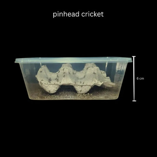 Live Feeders Pinhead Crickets