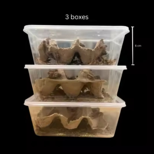 Live Feeders Vitamin C Adult Crickets