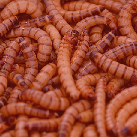 Calcium+ Superworms