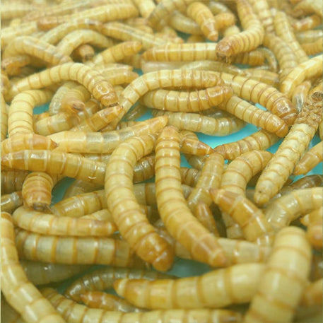 Spirulina Mealworms