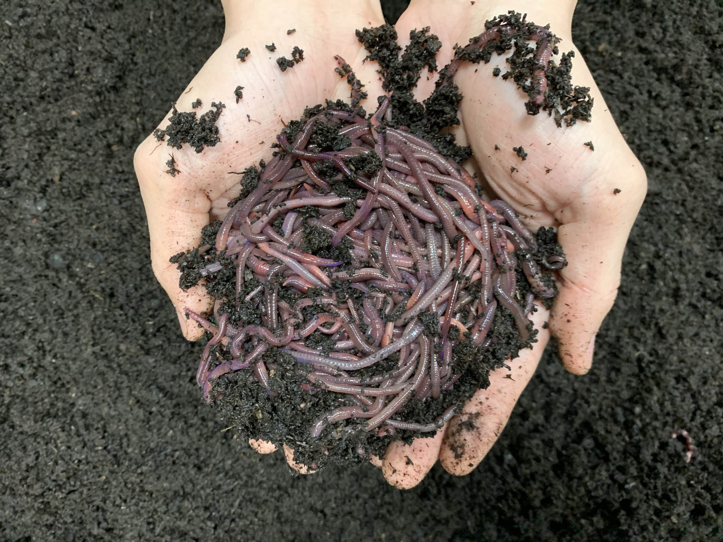 African Night Crawlers