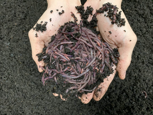 African Night Crawlers