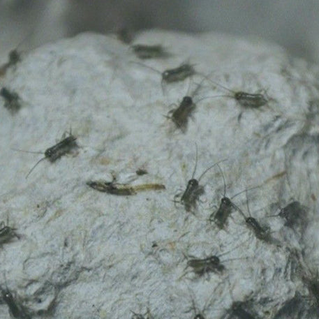 Pinhead Crickets