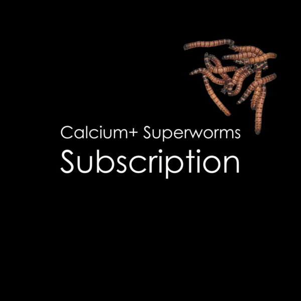 Calcium+ Superworms (Subscription)