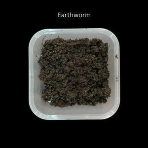 Earthworms (ANCs and MBWs)