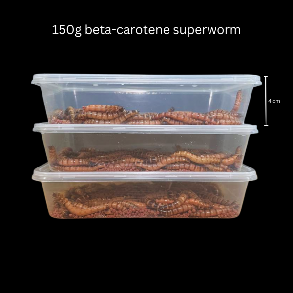 Beta-Carotene Superworms - Image 3