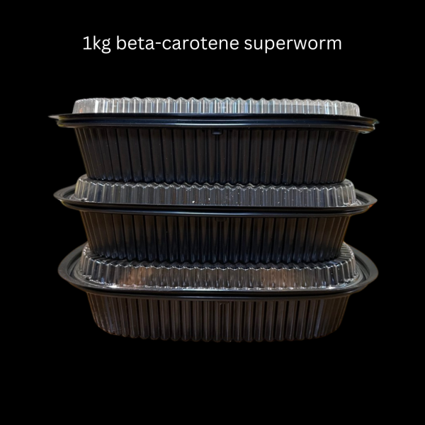 Beta-Carotene Superworms - Image 9