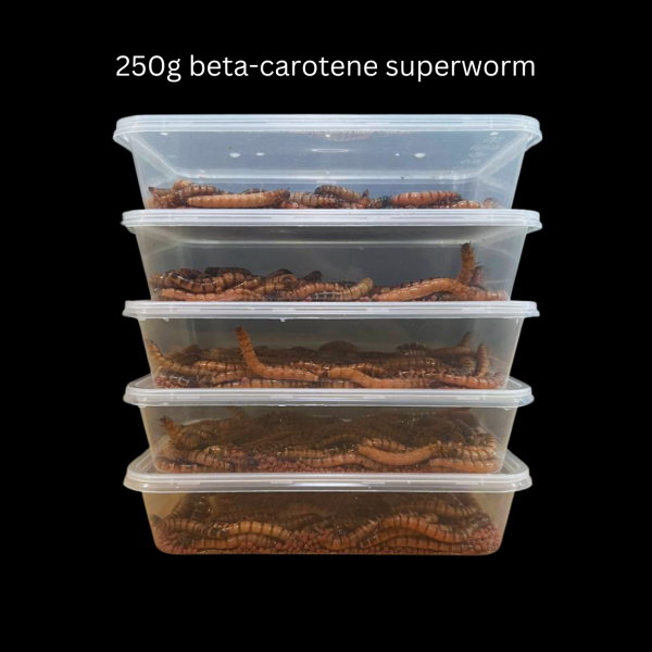 Beta-Carotene Superworms - Image 5