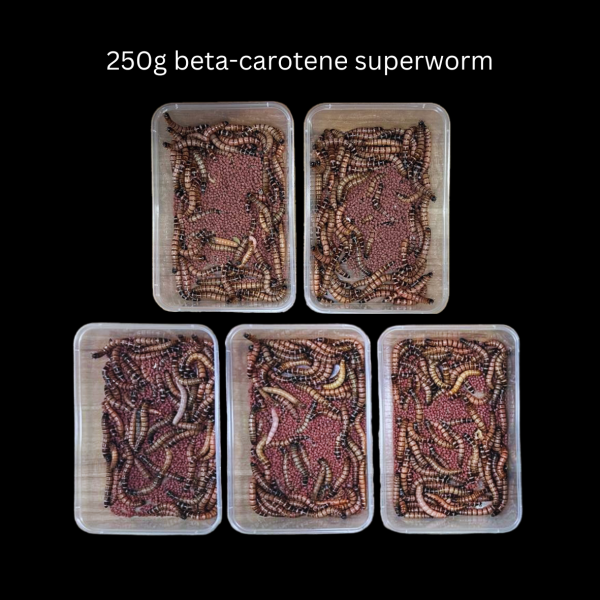 Beta-Carotene Superworms - Image 4