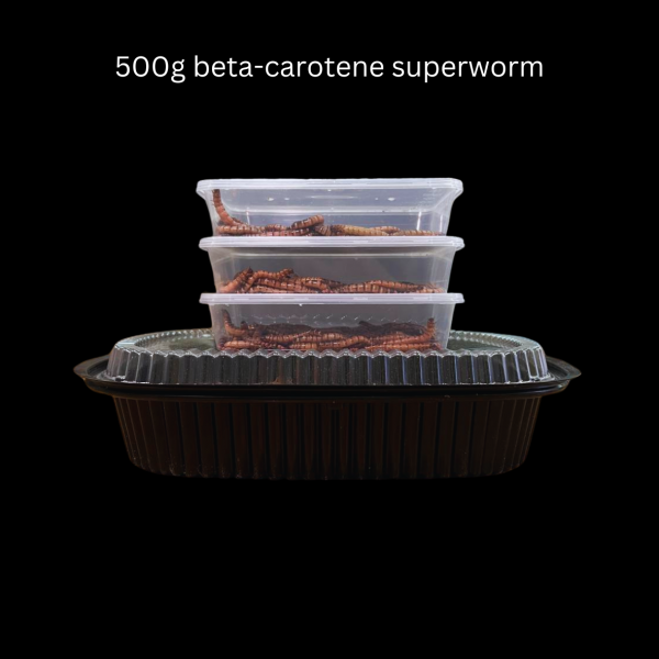 Beta-Carotene Superworms - Image 7