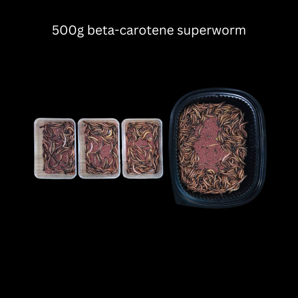 Beta-Carotene Superworms - Image 6