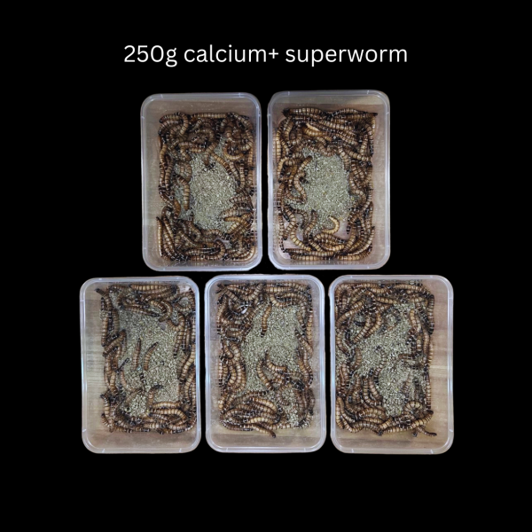 Calcium+ Superworms (Subscription) - Image 4