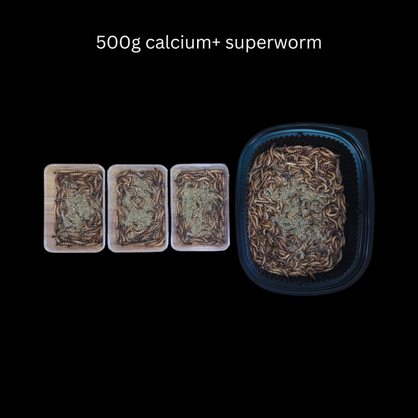 Calcium+ Superworms (Subscription) - Image 6
