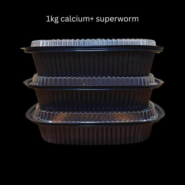 Calcium+ Superworms (Subscription) - Image 9