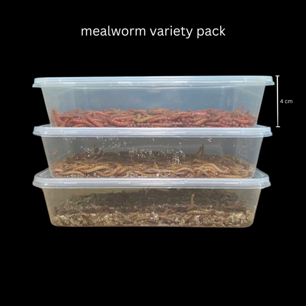 Live Mealworms Variety Pack - Image 3