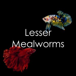 Lesser Mealworms
