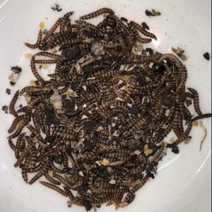 Lesser Mealworms Singapore