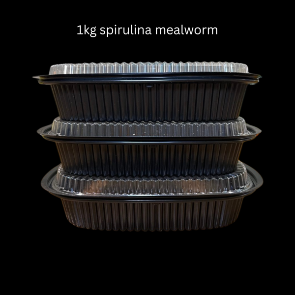 Spirulina Mealworms - Image 9