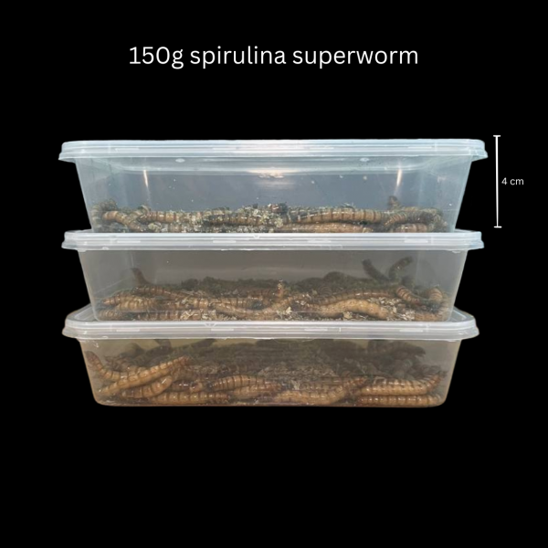 Spirulina Superworms - Image 3