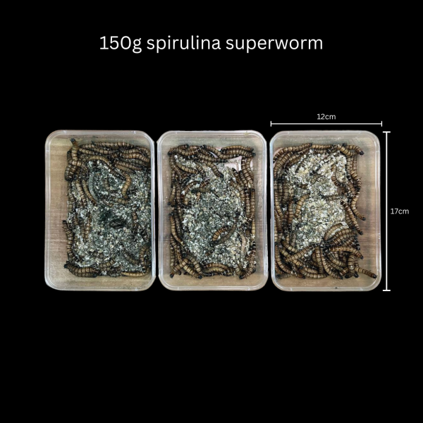 Spirulina Superworms - Image 2