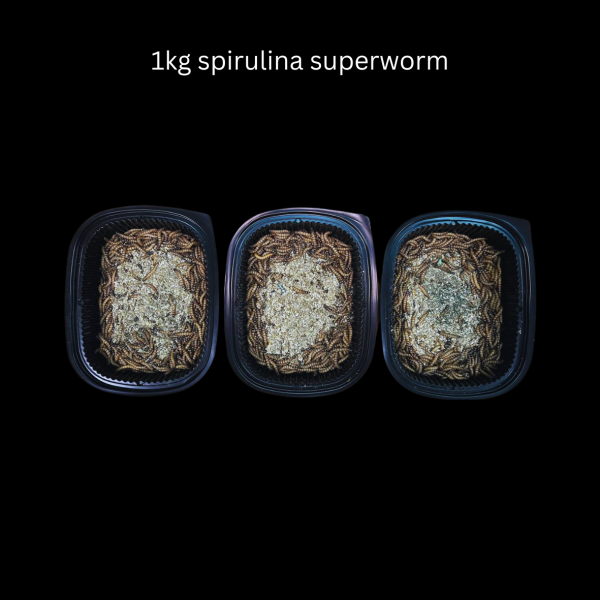 Spirulina Superworms - Image 8