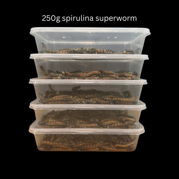 Spirulina Superworms - Image 5