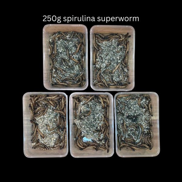 Spirulina Superworms - Image 4