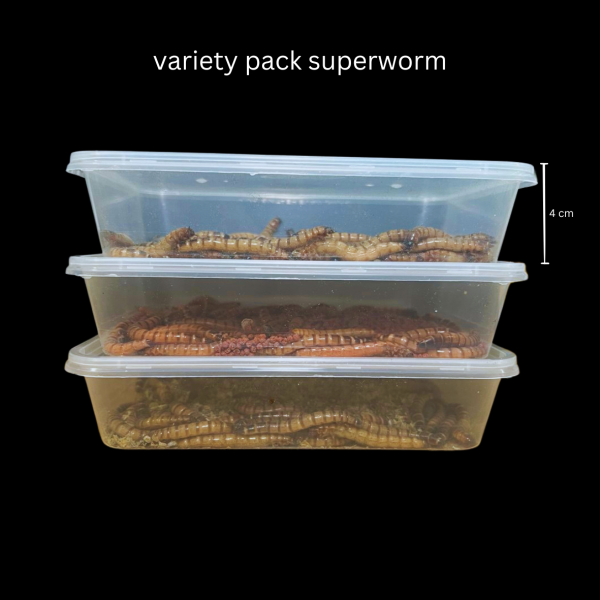 Live Superworms Variety Pack (Subscription) - Image 3
