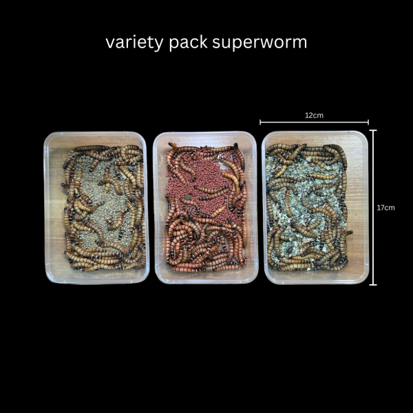 Live Superworms Variety Pack (Subscription) - Image 2